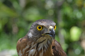 Crested Goshawk