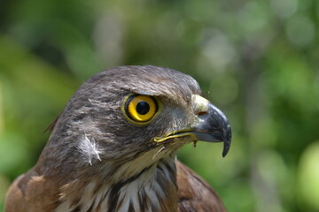 Crested Goshawk