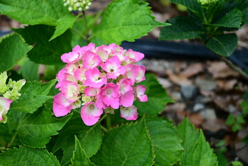 初夏の風景　咲き始めたきれいなピンクの紫陽花