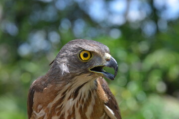 Crested Goshawk