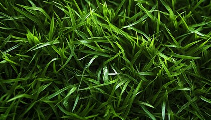 Green grass texture lawn tranquility.