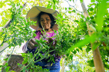 Woman harvesting fresh herbs in a lush garden nature scene close-up angle sustainable living concept