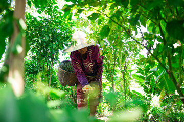 Harvesting fresh produce local farm photography lush greenery close-up sustainable agriculture