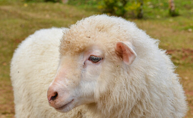 Close-Up of White Woolly Sheep Showing Face and Curly Fleece Texture.