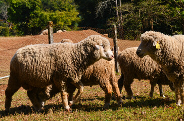 Group of Woolly Sheep Grazing on Dry Straw Under Tree in Farm Setting.