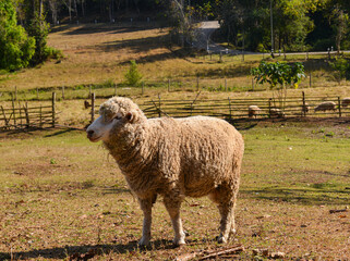 Thick-Wool Ram Standing on Grass Pasture in Natural Sunlight.