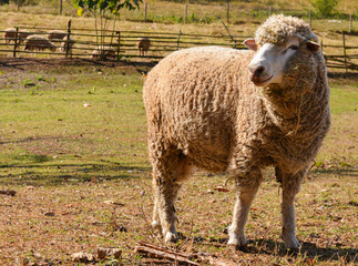 Thick-Wool Ram Standing on Grass Pasture in Natural Sunlight.