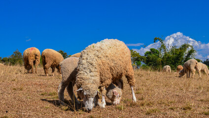 Group of Woolly Sheep Grazing on Dry Straw Under Tree in Farm Setting.