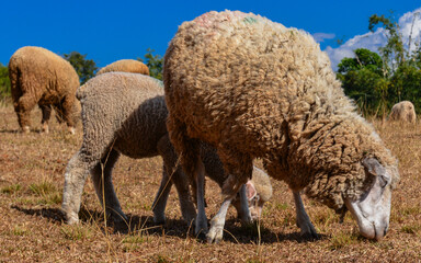 Group of Woolly Sheep Grazing on Dry Straw Under Tree in Farm Setting.