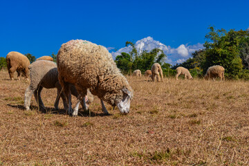 Group of Woolly Sheep Grazing on Dry Straw Under Tree in Farm Setting.