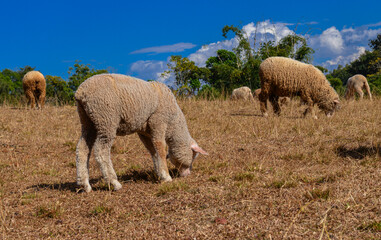 Young Lamb Walking on Dry Pasture with Other Sheep in Background.