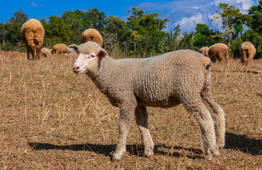 Young Lamb Walking on Dry Pasture with Other Sheep in Background.