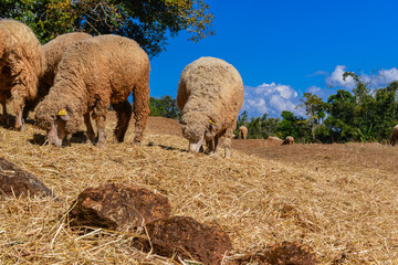 Thick-Wool Ram Standing on Grass Pasture in Natural Sunlight.