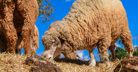 Thick-Wool Ram Standing on Grass Pasture in Natural Sunlight.