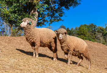 Group of Woolly Sheep Grazing on Dry Straw Under Tree in Farm Setting.