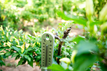 Temperature monitoring in a greenhouse agricultural setting nature photography lush environment...