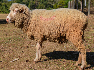 Thick-Wool Ram Standing on Grass Pasture in Natural Sunlight.