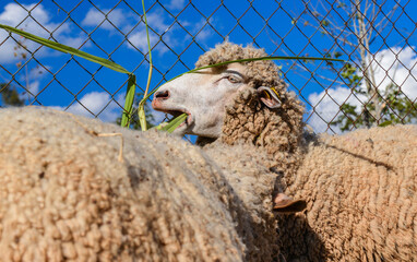 Thick-Wool Ram Standing on Grass Pasture in Natural Sunlight.