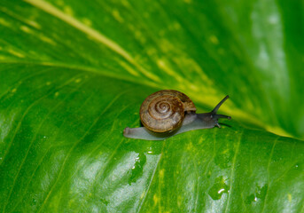 Small snail crawling on wet corn leaf in natural light