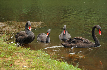 Black swans swimming together in calm pond