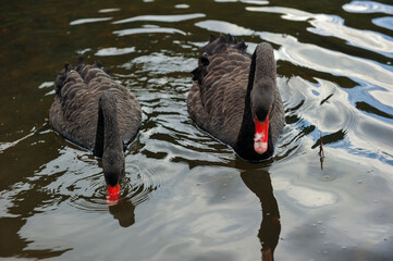 Black swans swimming together in calm pond