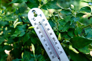 Monitoring temperature of plants in a garden nature photography close-up green environment macro view gardening tips