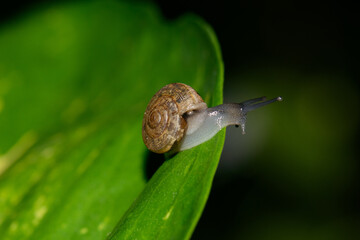 Small snail crawling on wet corn leaf in natural light