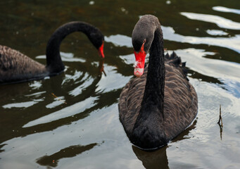 Black swans swimming together in calm pond