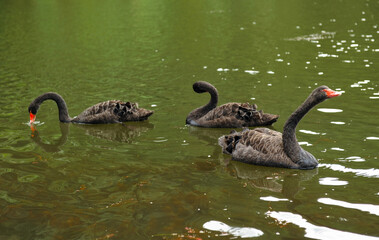 Black swans swimming together in calm pond