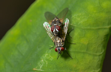 Green bottle fly resting on green leaf in natural light