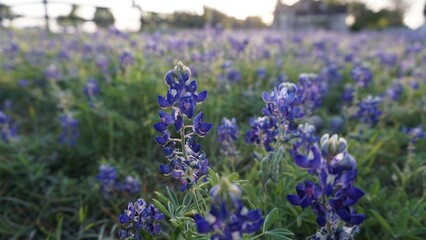 Obraz premium Pflugerville, TX - April 12, 2025: Heritage Park - Texas Bluebonnets in the morning