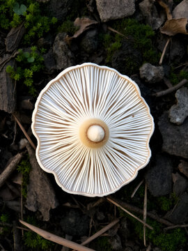 Underside of oyster mushrooms (Pleurotus ostreatus) showing gills