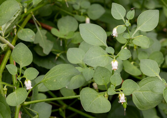 Salpichroa origanifolia also known as lily of the valley vine or cock's-eggs