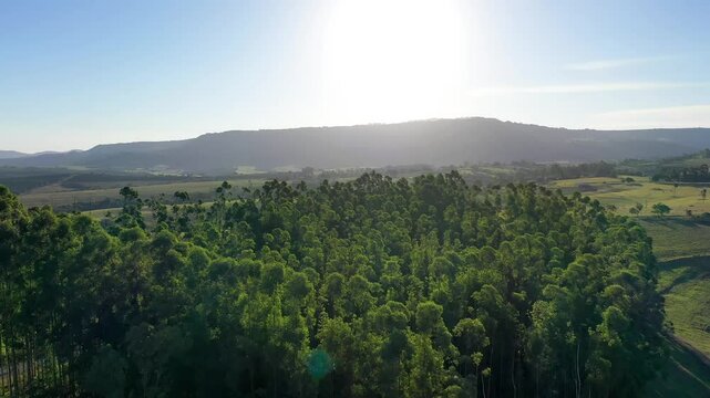 Sunset Eucalyptus Trees In Pocos De Caldas Minas Gerais Brazil. Stunning Countryside Life Landscape Viewed From Above. Sunset Nature Sky Sky Forest. Agronomy Panoramic View.