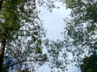 Close up tree with the branch and leaves and sky background