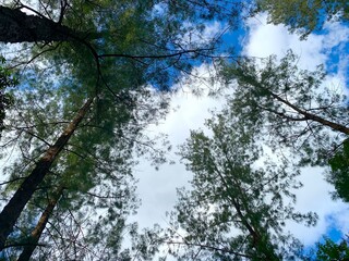 Close up tree with the branch and leaves and sky background
