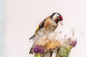 European goldfinch, feeding on the seeds of thistles. Carduelis carduelis.