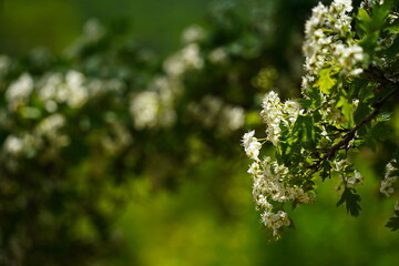 A flowering plant in the mountains. Aksai gorge. Mountainous area with different vegetation. The Tian Shan Mountains.