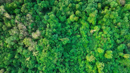 Naklejka premium aerial view of dark green forest Abundant natural ecosystems of rainforest. Concept of nature forest preservation and reforestation 