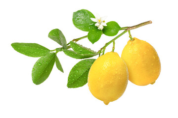 lemon with leaves on tree branch	