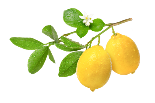 lemon with leaves on tree branch	