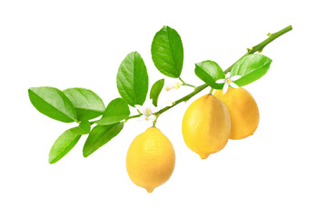 lemon with leaves