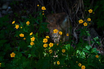 Flowers in a mountainous area among wild vegetation. Aksai gorge.