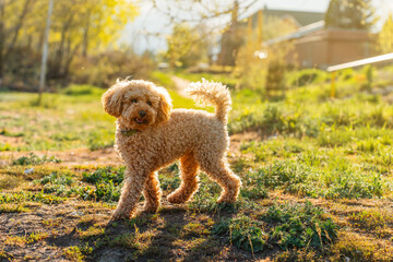 Curly brown dog of breed mini toy poodle in the sunny evening rays in summer.