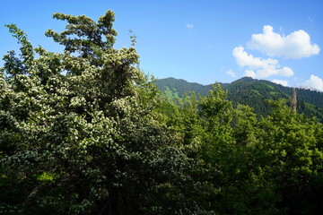 Aksai gorge. Mountainous area with different vegetation. The Tian Shan Mountains.