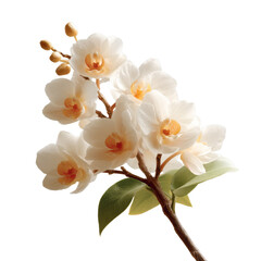 [Transparent Background PNG]Delicate White Orchid Bloom Close-up