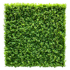 Lush Green Hedge Square Background Texture