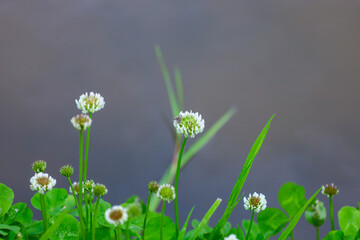 Fototapeta premium Delicate white clover flowers against a blurred background create a serene and natural image. This composition highlights the simplicity and beauty of nature, ideally suited for design and artistic pr