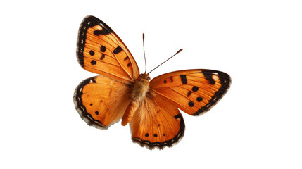 Fototapeta premium [Transparent Background PNG]Orange Butterfly with Black Detail Close-up