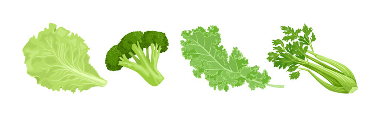 Green vegetables set. Vector cartoon illustration of broccoli, kale leaf, lettuce and celery